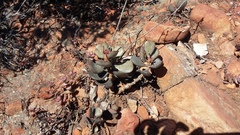 Adromischus inamoenus