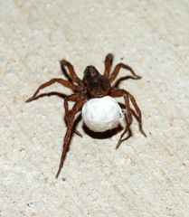 Varacosa