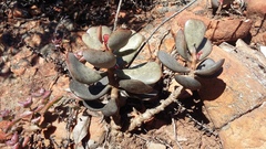 Adromischus inamoenus