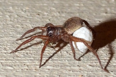 Varacosa