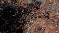 Adromischus inamoenus