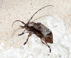 Leptostylus transversus