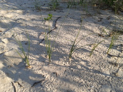 Carex colchica