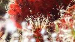 Cornularia cornucopiae
