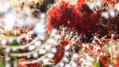 Cornularia cornucopiae