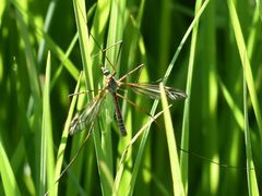 Tipula vernalis