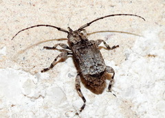 Leptostylus transversus