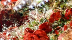 Cornularia cornucopiae