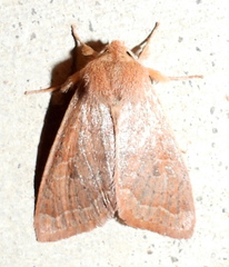Orthosia annulimacula