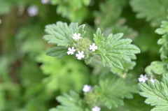 Glandularia quadrangulata