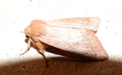 Orthosia annulimacula