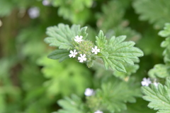 Glandularia quadrangulata