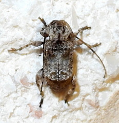 Leptostylus transversus
