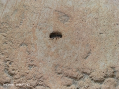 Reticulitermes