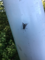 Rhagio mystaceus