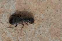 Reticulitermes