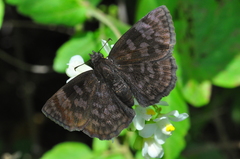 Pellicia