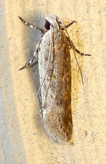 Filatima