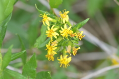 Trixis inula