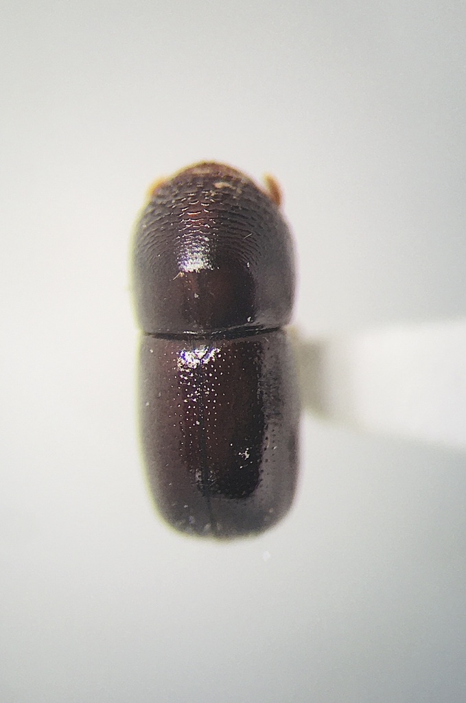 Pitted Ambrosia Beetle
