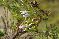 Gentianella empetroides