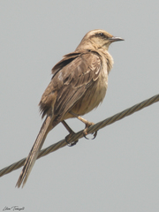 Mimus saturninus