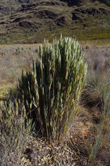 Chusquea smithii
