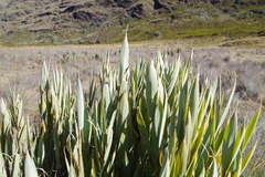 Chusquea smithii