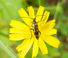 Stenurella septempunctata