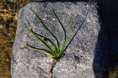 Isoetes lechleri