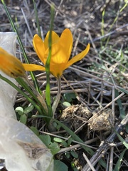 Crocus flavus