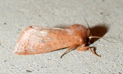 Orthosia annulimacula