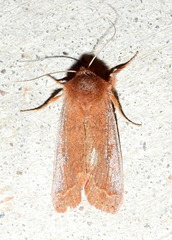 Orthosia annulimacula