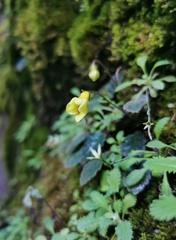 Oreocharis ninglangensis