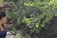 Phyllostylon rhamnoides