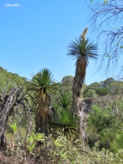 Yucca potosina
