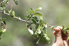 Phyllostylon rhamnoides