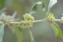 Buddleja sessiliflora