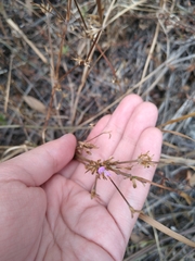 Dicliptera peduncularis