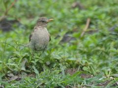 Turdus amaurochalinus