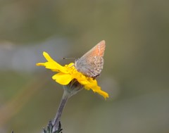Callophrys muiri