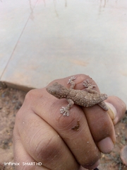 Tarentola mauritanica