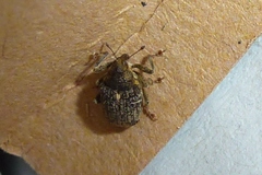 Ceutorhynchus pallidactylus