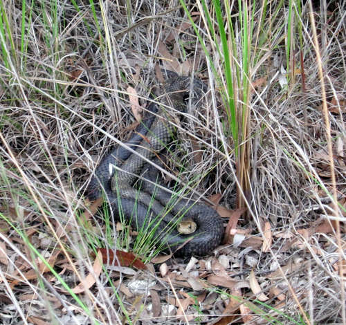 Eastern Brown Snake sighting