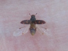 Colydiinae