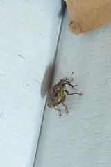 Ceutorhynchus pallidactylus