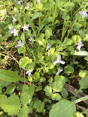 Viola labradorica