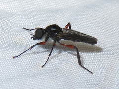Bibio femoratus