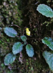 Oreocharis ninglangensis