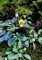 Oreocharis ninglangensis